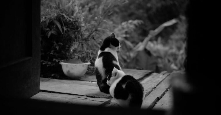 Cat Owners Should Learn All About Them Here