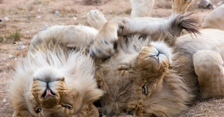 Get Educated About Cats With These Simple To Follow Tips